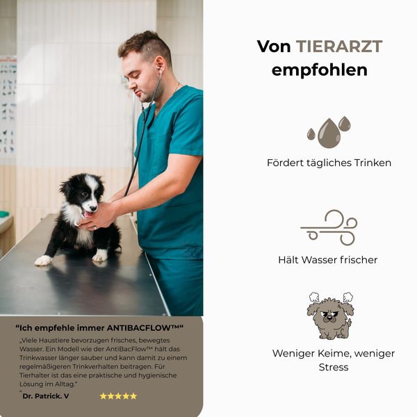 Frischer Trinkbrunnen für Hunde